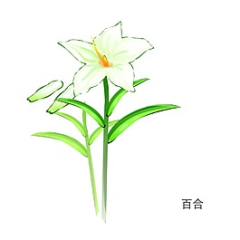 百合花