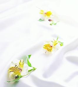 高清鲜花摄影图片