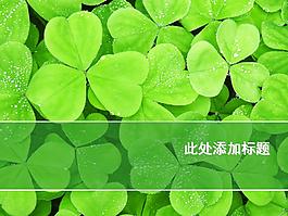 春天 三葉草模板