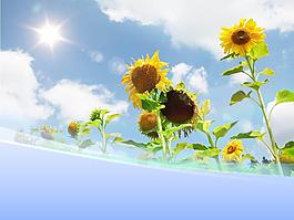 春天向日葵模板