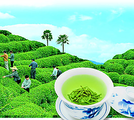 茶園