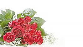 玫瑰花圖片