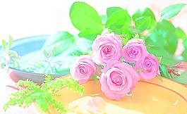 玫瑰花圖片