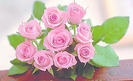 玫瑰花圖片
