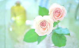 玫瑰花圖片