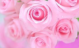 玫瑰花圖片