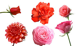 鮮花