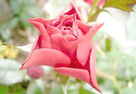 月季花圖片