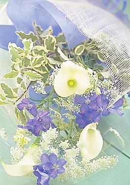 高清鲜花摄影图片