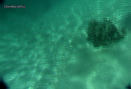 海底海豚游動