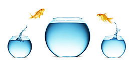 魚缸里飛躍出的小金魚