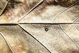 特殊紋理 葉子 免費(fèi)素材