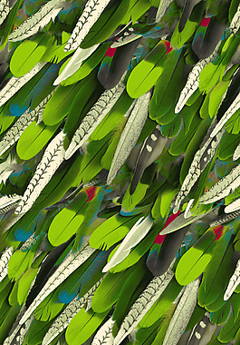 實物面料 羽毛 免費素材