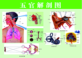 人体五官解剖图