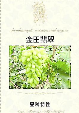 葡萄展架图片