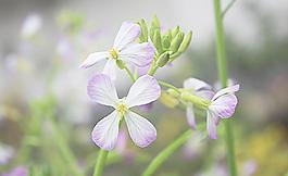 菜花图片