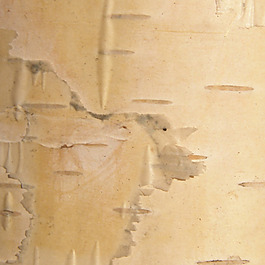 位圖 特殊紋理 免費素材