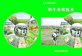 奶牛養(yǎng)殖技術圖片