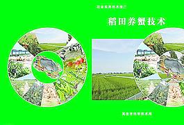稻田養(yǎng)蟹封面圖片