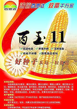 玉米海報圖片