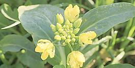 菜花圖片