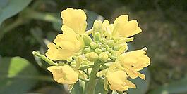菜花圖片