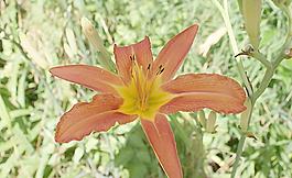 黃花菜圖片