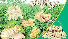 花生图片