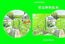 黃瓜種植技術圖片