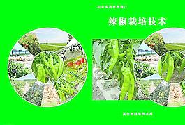 辣椒種植技術圖片
