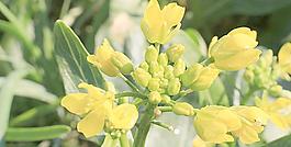 黃花菜圖片