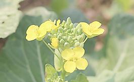 菜花圖片