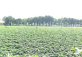 江城薯尖生產(chǎn)基地圖片