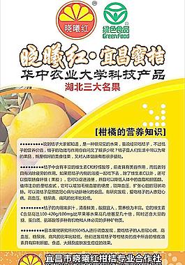曉曦紅蜜桔圖片
