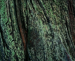 位圖 特殊紋理 木紋 免費(fèi)素材