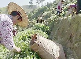 采茶背景視頻素材圖片