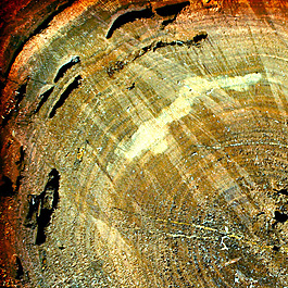位圖 特殊紋理 免費素材