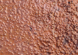 位图 特殊纹理 免费素材