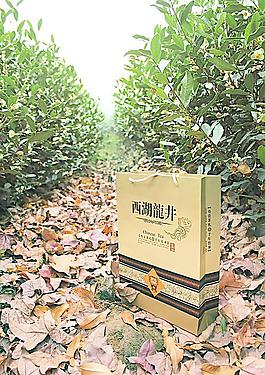 西湖龍井茶圖片