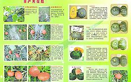 南瓜宣傳單圖片