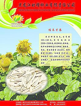 種子宣傳單正面圖片