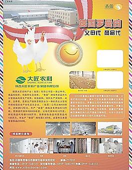 雞苗彩頁圖片