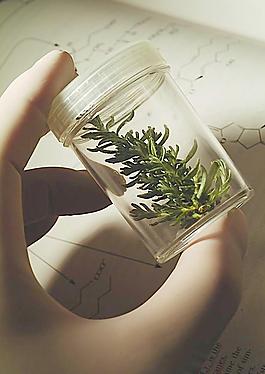 植物標本圖片