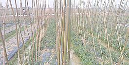 番茄地?cái)z影圖圖片