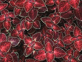 特殊紋理 植物 免費(fèi)素材