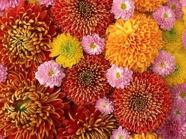 特殊紋理 花卉 免費(fèi)素材