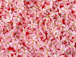 特殊紋理 花卉 免費(fèi)素材