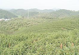 茶園風景圖片