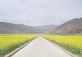 路邊花圖片