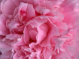 特殊紋理 花卉 免費(fèi)素材